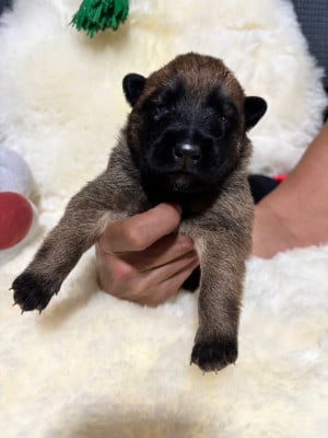 Les chiots de Berger Belge