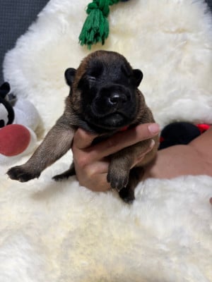 Les chiots de Berger Belge