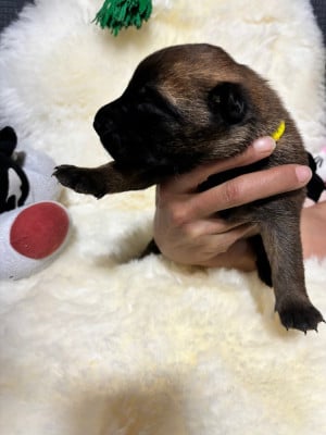 Les chiots de Berger Belge