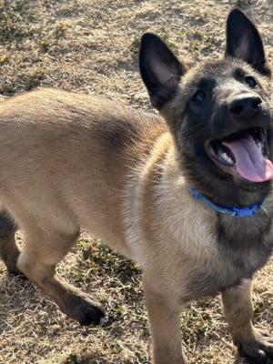 Les chiots de Berger Belge