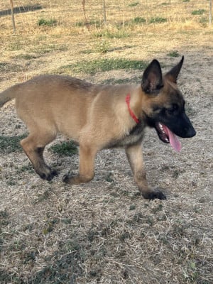 Les chiots de Berger Belge