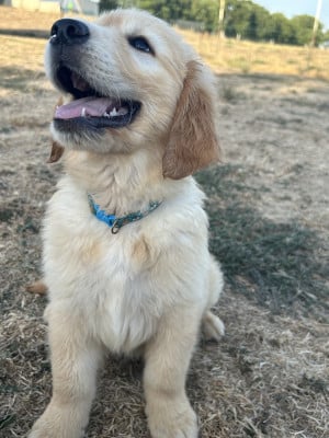 Les chiots de Golden Retriever