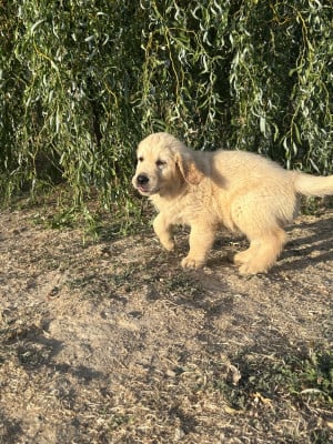 Les chiots de Golden Retriever