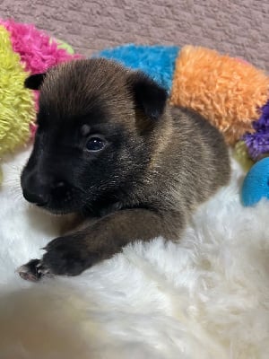 Les chiots de Berger Belge