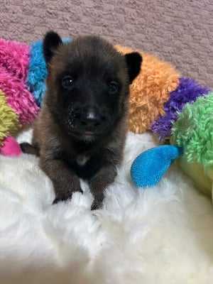 Les chiots de Berger Belge