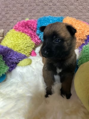 Les chiots de Berger Belge