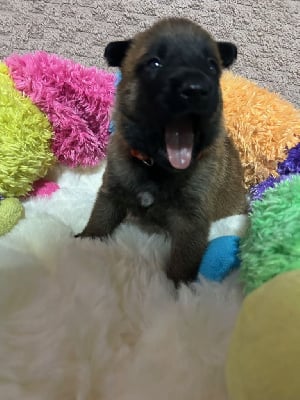 Les chiots de Berger Belge