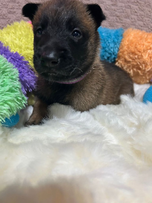 Les chiots de Berger Belge