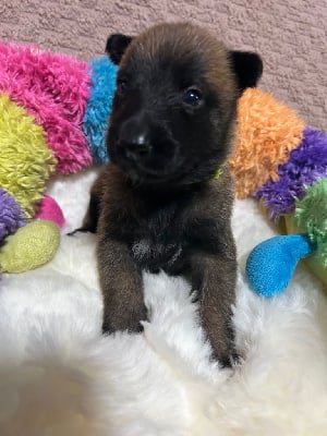 Les chiots de Berger Belge