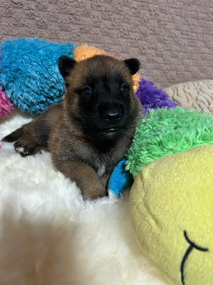 Les chiots de Berger Belge