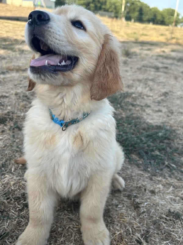 Golden Retriever - De La Butte Des Crocs Blancs