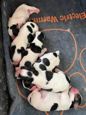 Les chiots de Cavalier King Charles Spaniel