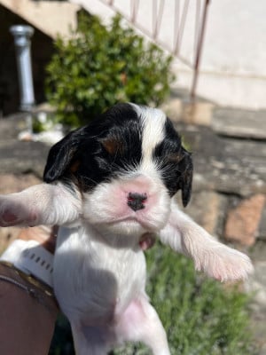 Les chiots de Cavalier King Charles Spaniel