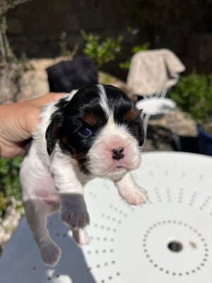 Les chiots de Cavalier King Charles Spaniel