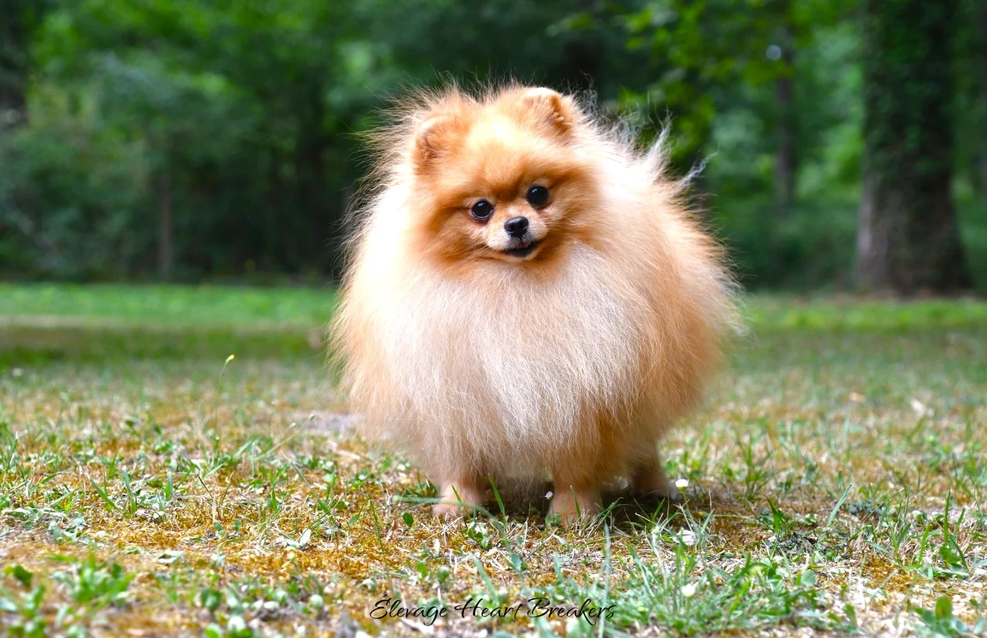 Zlatan (Sans Affixe)