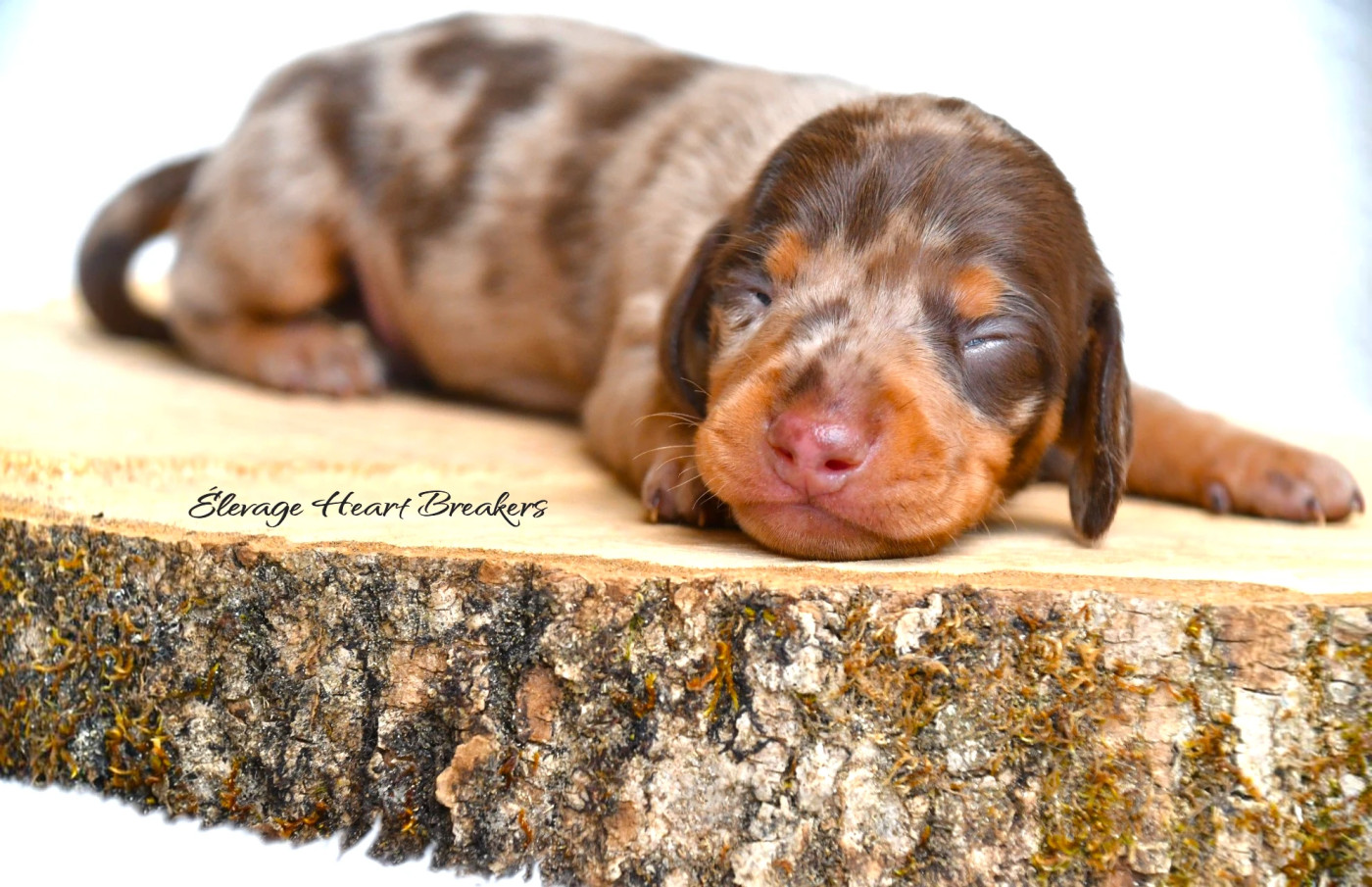 Chiot N°1