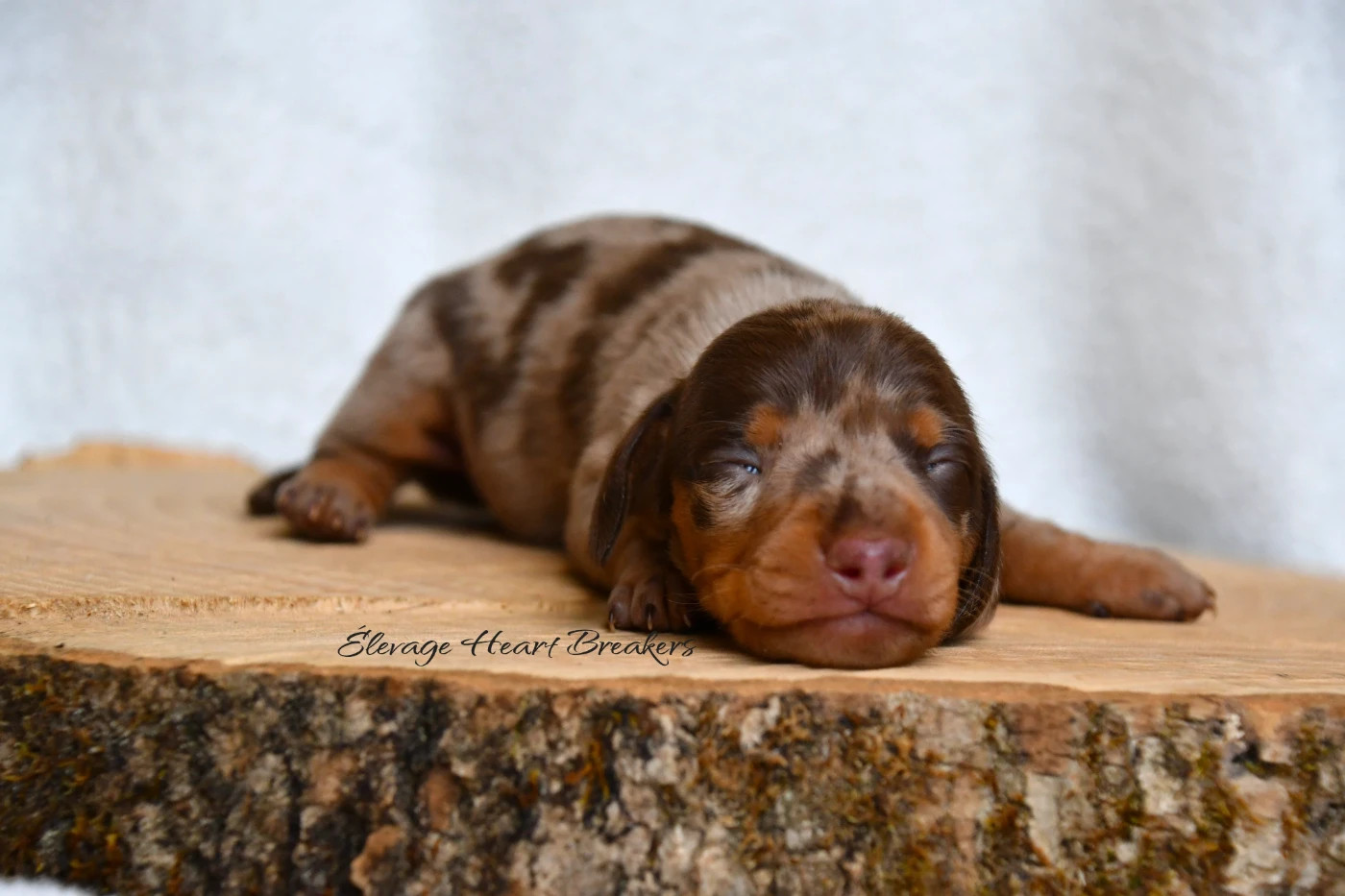 Chiot N°1