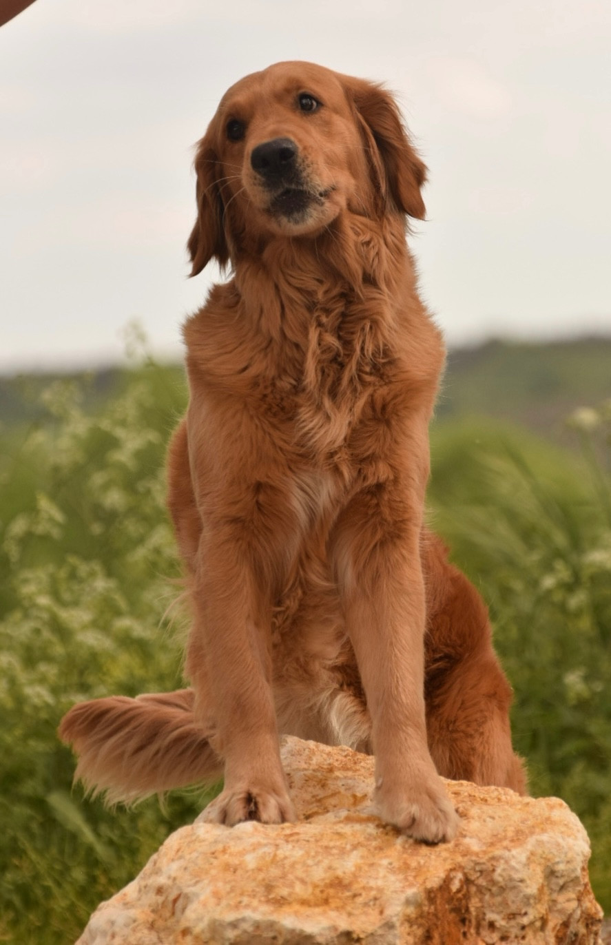 Ulao De La Vallée Des Golden D'Or
