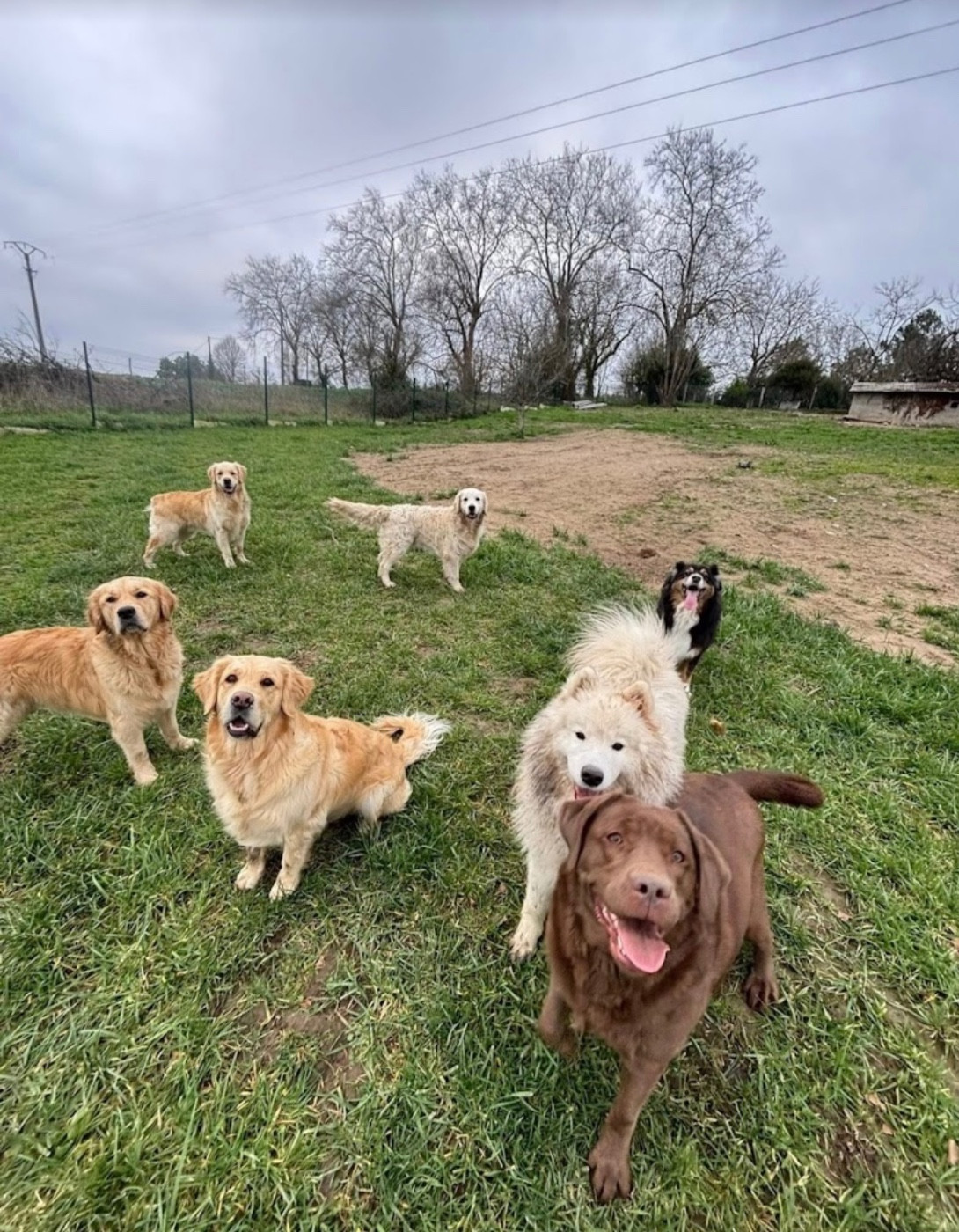 Photo PAULET MARIE | PENSION CANINE DU BOIS VERT
