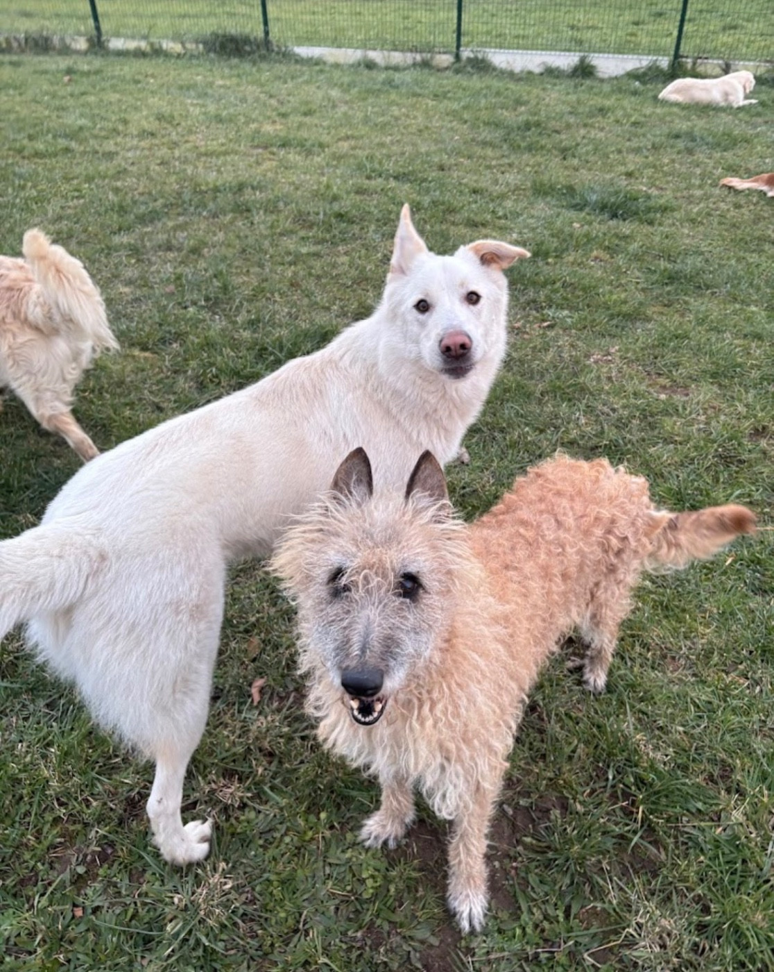 Photo PAULET MARIE | PENSION CANINE DU BOIS VERT