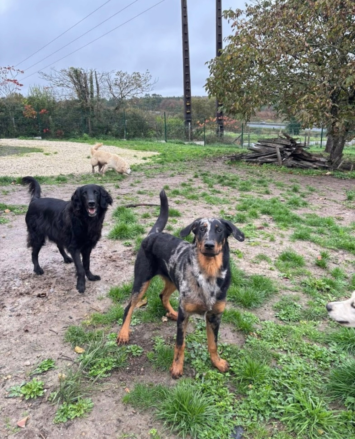 Photo PAULET MARIE | PENSION CANINE DU BOIS VERT