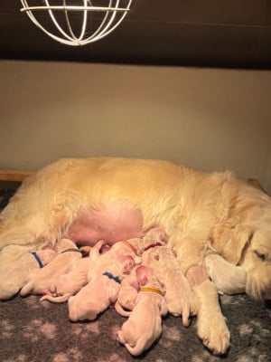 Les chiots de Golden Retriever