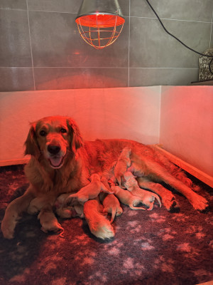 Les chiots de Golden Retriever