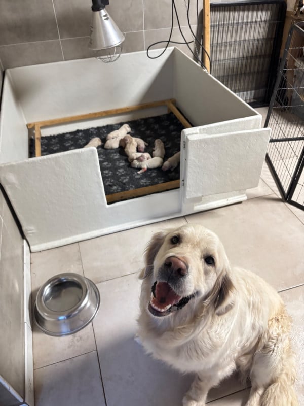 Golden Retriever - Du Domaine Du Goldheur