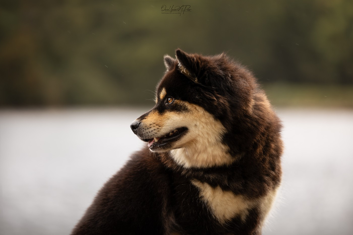 Aegirsson Twentieth year's wanda