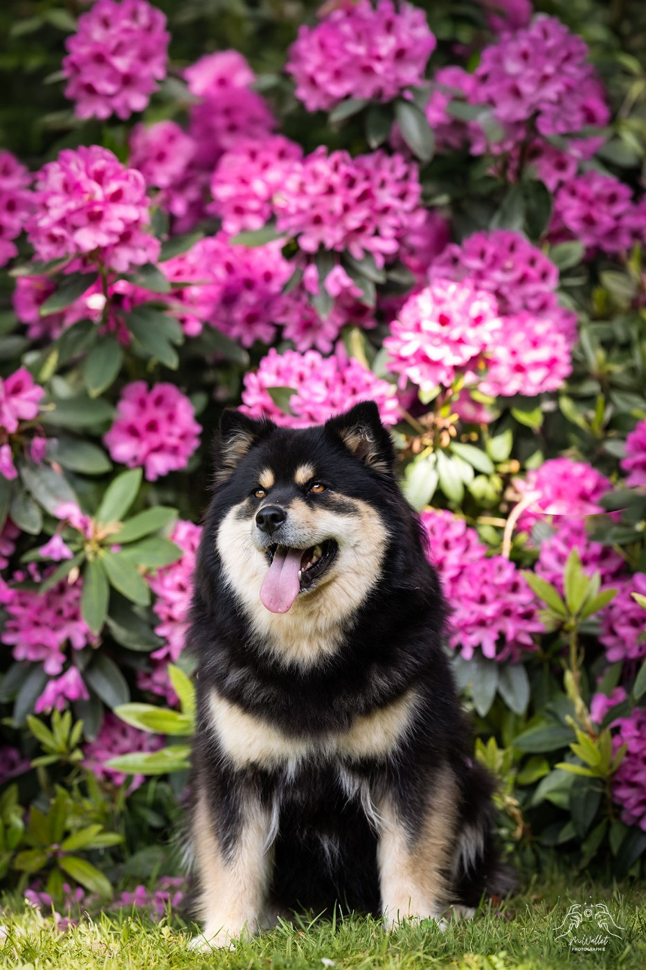 Aegirsson Twentieth year's wanda