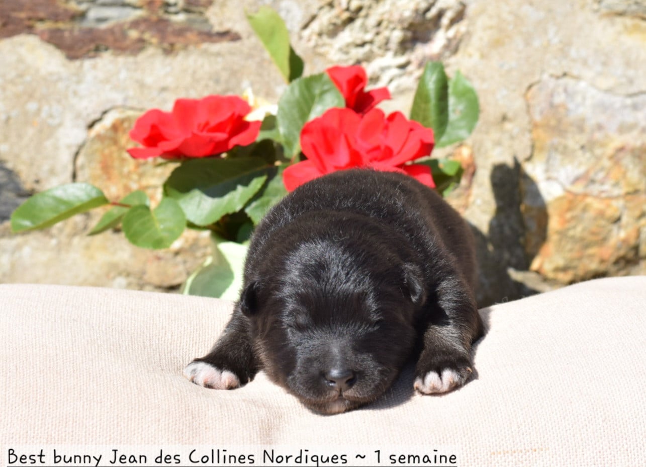 Best bunny Jean des Collines Nordiques - Chien finnois de Laponie