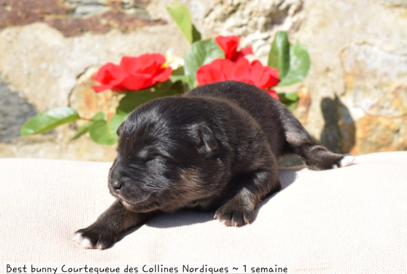 Best bunny Courtequeue des Colllines Nordiques - Chien finnois de Laponie