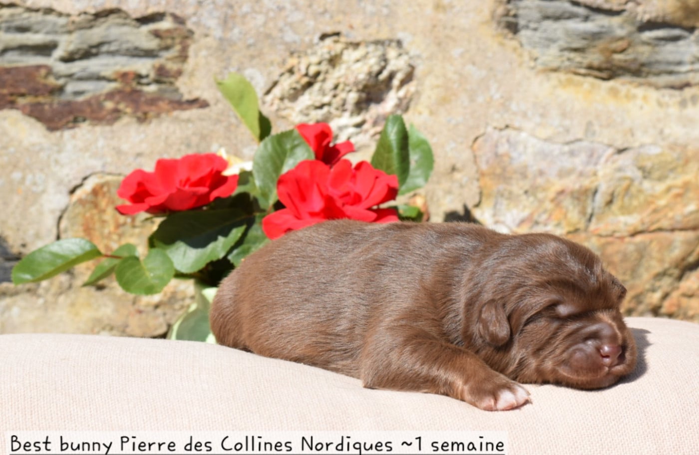 Best bunny Pierre des Collines Nordiques - Chien finnois de Laponie