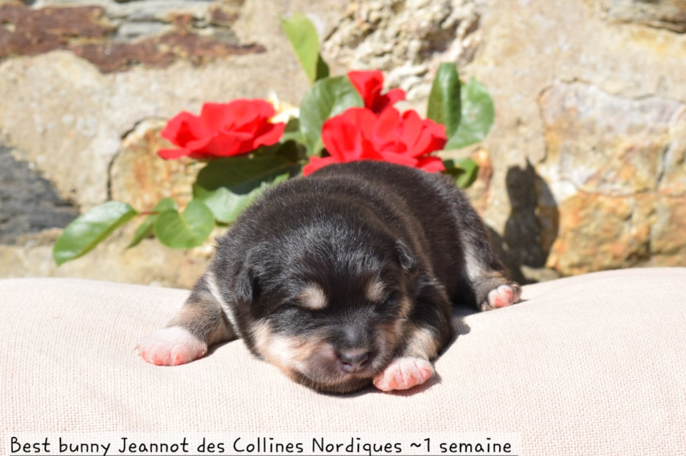 Best bunny Jeannot des Collines Nordiques - Chien finnois de Laponie