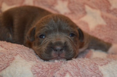 Les chiots de American Staffordshire Terrier