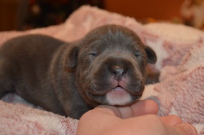 Les chiots de American Staffordshire Terrier