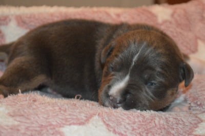 Les chiots de American Staffordshire Terrier