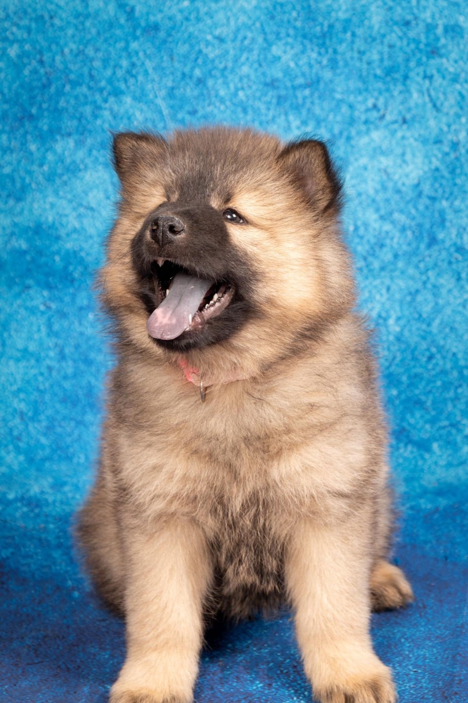 Eurasier - des Cerberes de Gaïa