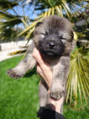 Les chiots de Eurasier