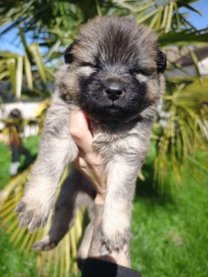 Les chiots de Eurasier