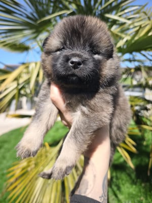 Les chiots de Eurasier