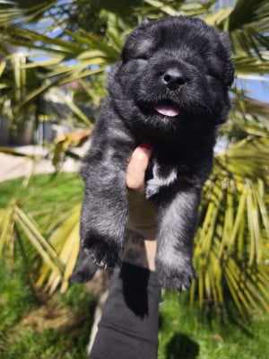 Les chiots de Eurasier