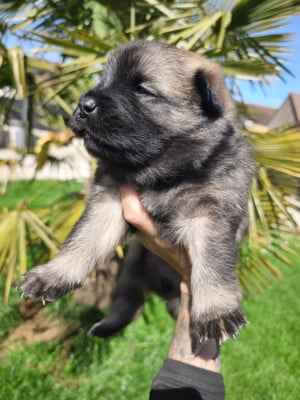 Les chiots de Eurasier