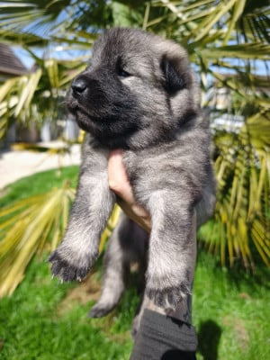Les chiots de Eurasier