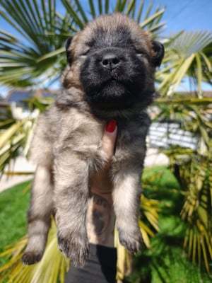 Les chiots de Eurasier