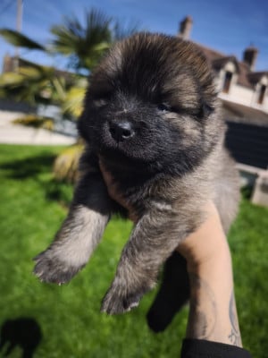 Les chiots de Eurasier