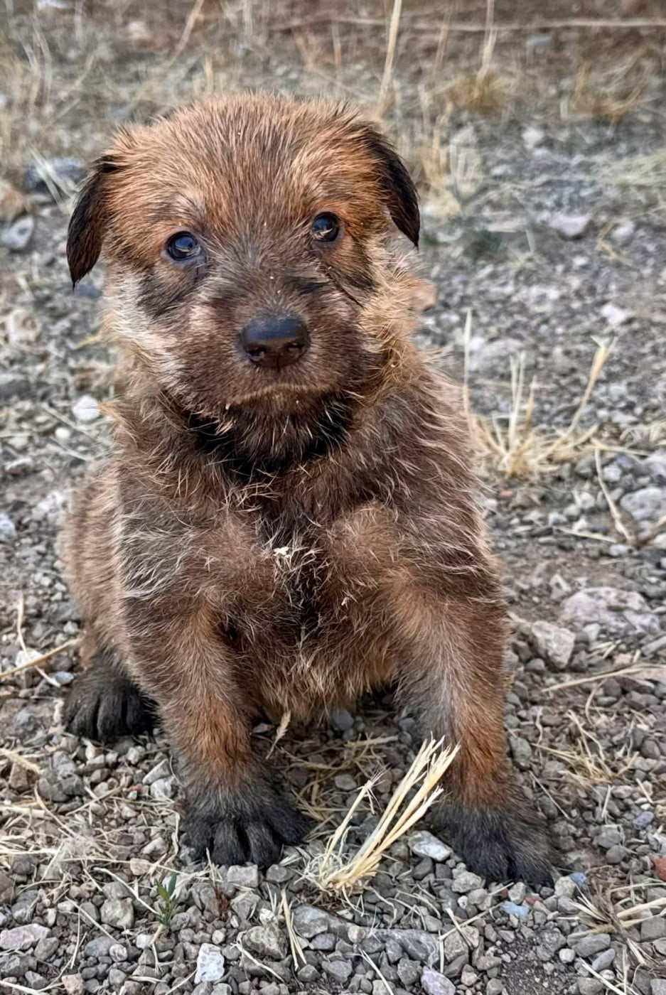 Chiot N°1 - Berger de Picardie
