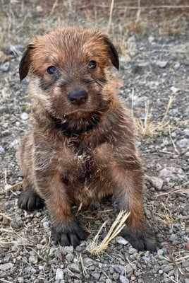 Les chiots de Berger de Picardie