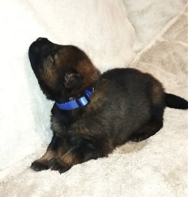 Les chiots de Eurasier