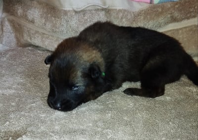 Les chiots de Eurasier